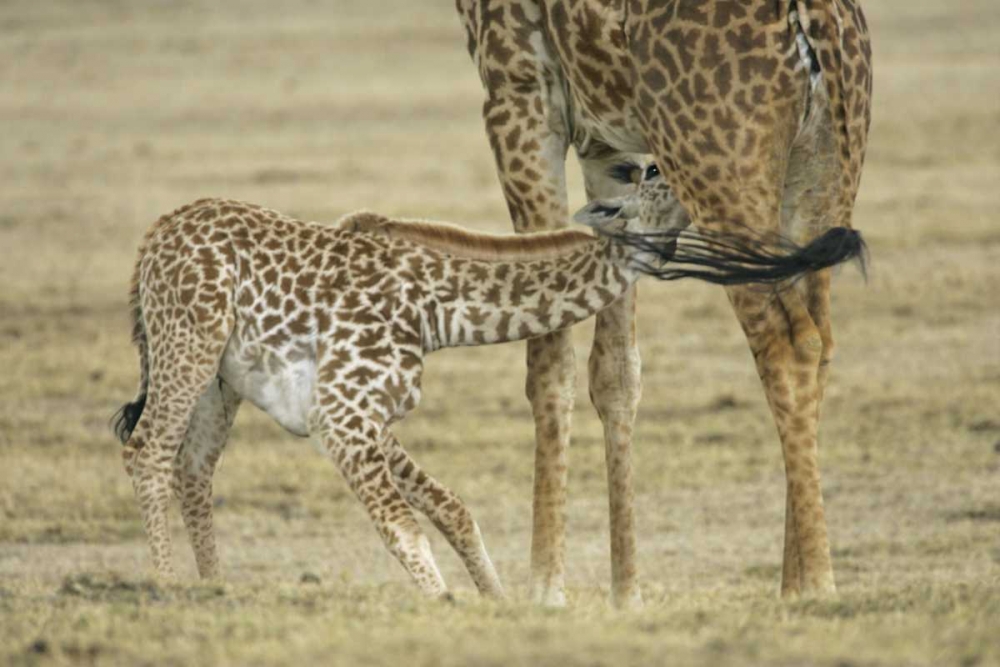 Kenya, Lake Naivasha Young giraffe nursing